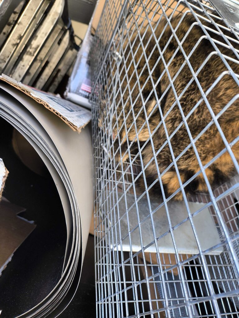 Wildlife Control Burr Oak