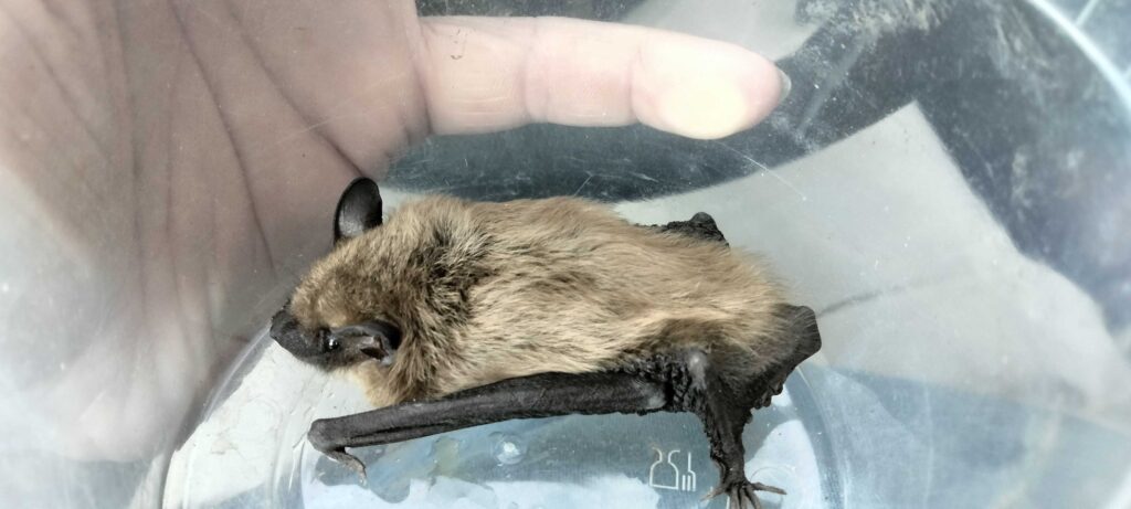 Wildlife Control Burr Oak