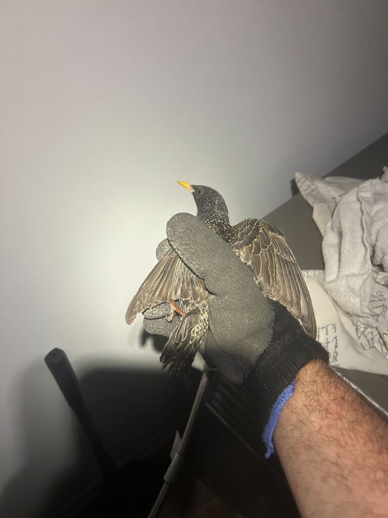 Wildlife Control Burr Oak