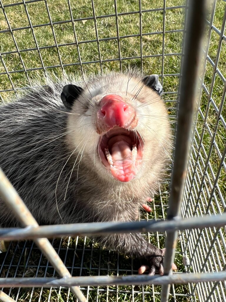 Wildlife Control Burr Oak